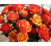 Роза Оранж Флеш (Orange Flash)